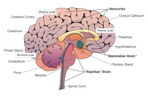If you want to learn more about MacLean's Triune Brain Theory, click on the picture and start at the Wiki. It's very interesting!
